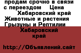 продам срочно в связи с переездом  › Цена ­ 1 500 - Хабаровский край Животные и растения » Грызуны и Рептилии   . Хабаровский край